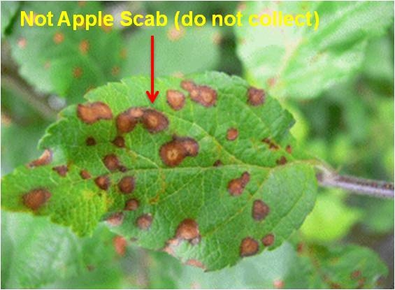 Not Apple Scab (Do Not Collect)