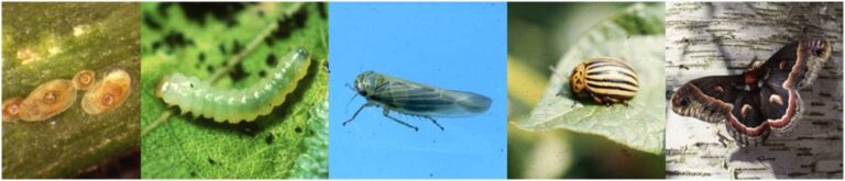 Testing On Insects Plant & Soil Health Diagnostics - Agriculture and Food Laboratory